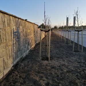 Interwencja Czytelnika: Świeżo nasadzone drzewa zagrażają murom cmentarza? ZDJĘCIA