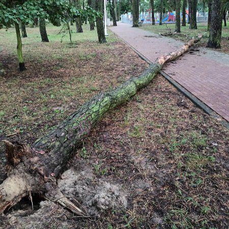 W parku na osiedlu Bursztynowym runęło drzewo. Zamknięto plac zabaw [ZDJĘCIA]