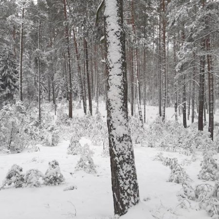 Nadleśnictwo Ostrołęka zaprasza do aktywnego wypoczynku na łonie natury