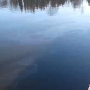 Rzeka Narew znów zanieczyszczona! Zobacz WIDEO [AKTUALIZACJA, NOWE ZDJĘCIA]