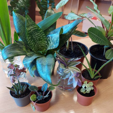 Bądź eko z biblioteką, czyli plantcrossing w czytelni