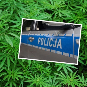 Narkotykowa wpadka. Marihuana w samochodzie i... nie tylko. Efekt - areszt na 3 miesiące