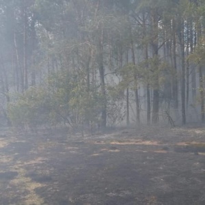 Pożary w lasach na terenie gmin Olszewo-Borki i Lelis