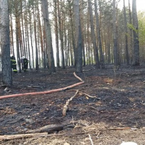 Pożar lasu w Olszynach