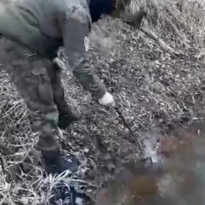 Kolejna akcja Straży Rybackiej. Ktoś w rzece Narew zastawia pułapki na bobry! WIDEO