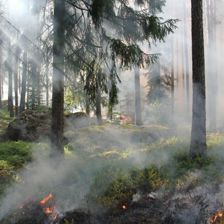 Pożar lasu w Białobrzegu Bliższym. Spłonęło 20 arów poszycia