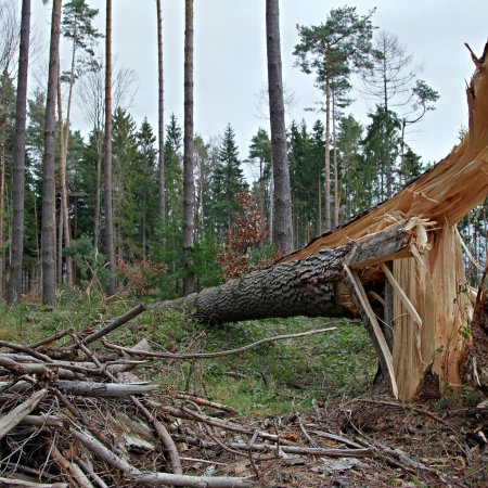 Skutki nawałnicy w Nadleśnictwie Myszyniec. Zniszczone ponad 10 hektarów lasu