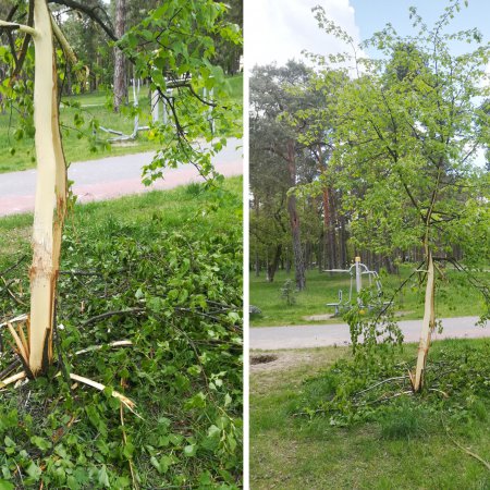 Wandal grasował w parku miejskim