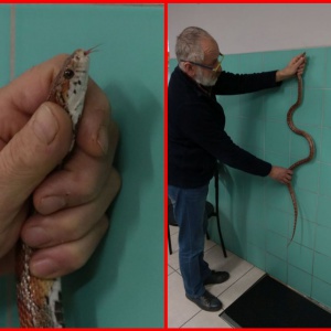 Ostrołęka: Wąż-uciekinier schwytany! Ma około 1,5 metra długości [ZDJĘCIA]