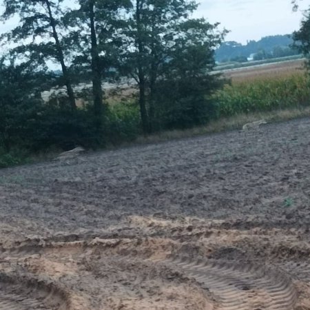 Uwaga! W okolicach Goworowa grasuje wataha wilków!