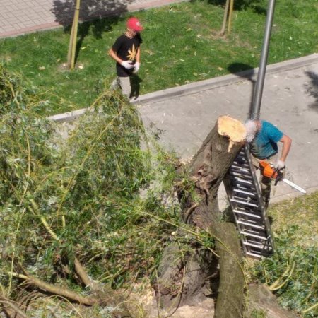 Wycinka drzew przy 11 listopada i Hallera. Urząd Miasta wyjaśnia wątpliwości