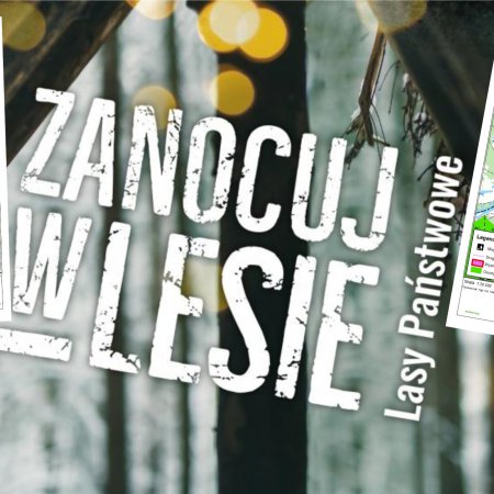 Zanocuj na dziko w lesie. Zobacz miejsca wyznaczone w Nadleśnictwie Ostrołęka