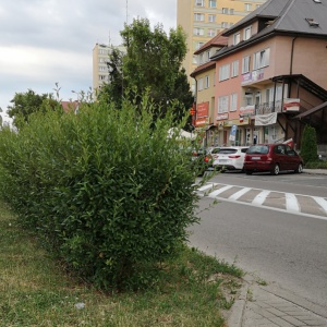 Interwencja Czytelnika: Żywopłot zasłania wyjazd z parkingu [ZDJĘCIA]